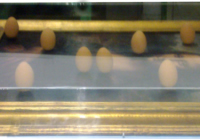 Mostra Enucleare - La fragilità dell'uovo - t.m. in teca, 86,5x67x10,5